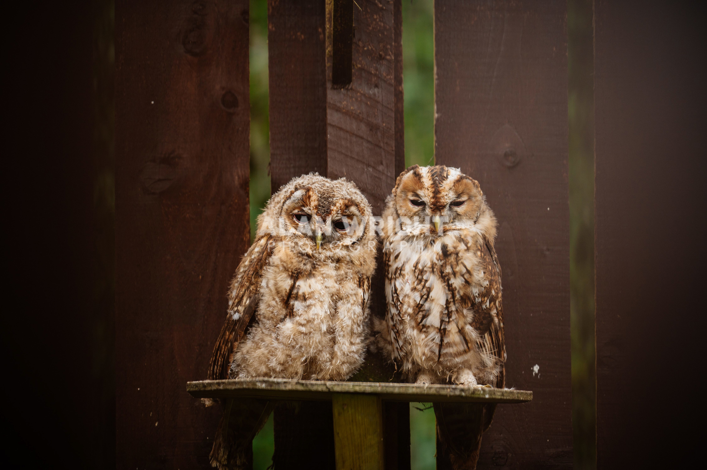 RANGERS LODGE WILDLIFE HOSPITAL, HORSHAM (2024)