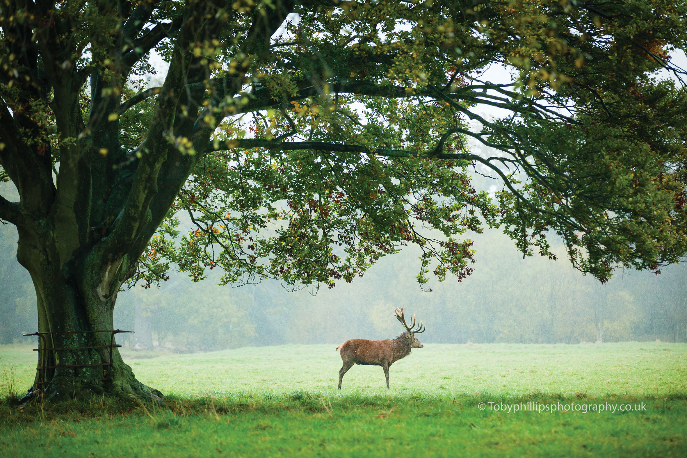WARNHAM DEER PARK (2012)
